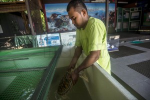 PENANG_TURTLE_CONSERVATION_CENTRE_100615_TMIHASNOOR_06