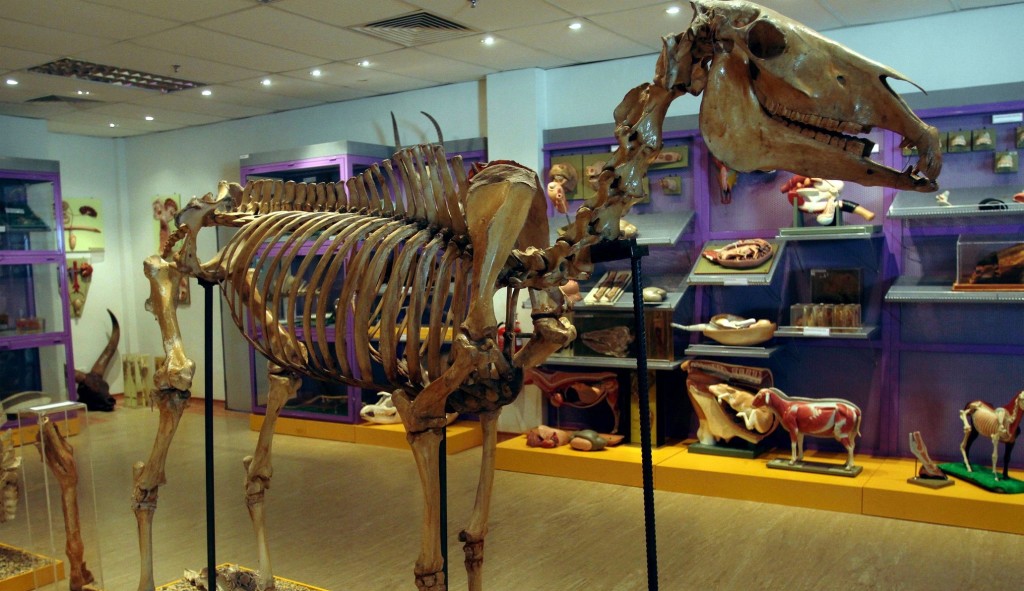 One of the skeleton exhibits at the animal anatomy museum at Universiti Putra Malaysia (UPM)'s Edu-Park. Photo: The Star/Shaari Chemat