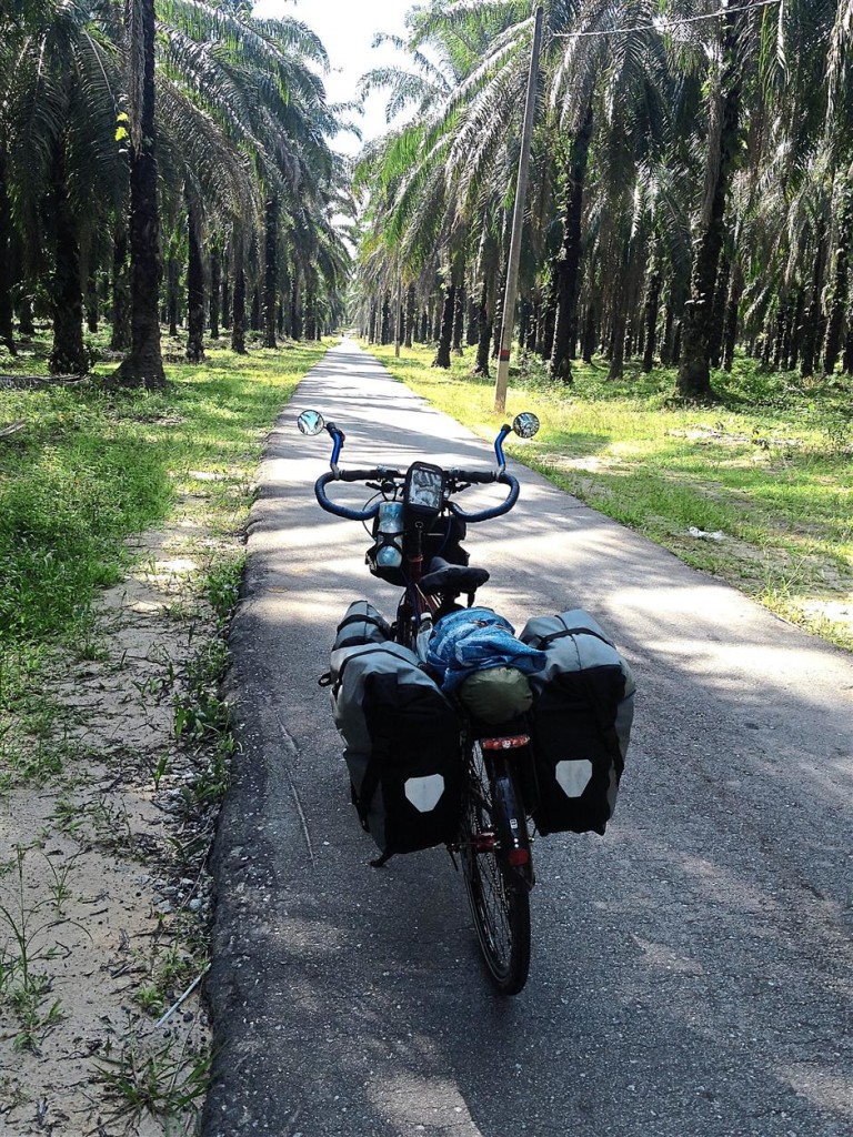 A shady country road near the town of Trong, en route to Taiping.