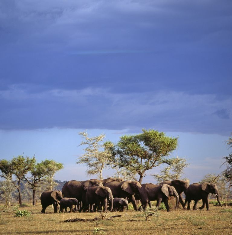 The Chobe National Park is home to 40,000 elephants. - See more at: https://www.themalaysianinsider.com/travel/article/5-spectacular-landscapes-in-botswana-2016s-must-visit-country#sthash.hAYwJjnG.dpuf 