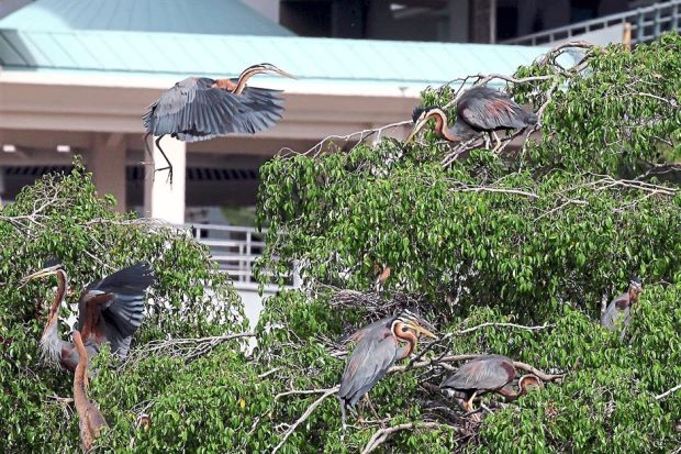 Migratory birds find Putrajaya Wetlands Park’s ecosystem a healthy habitat for their survival