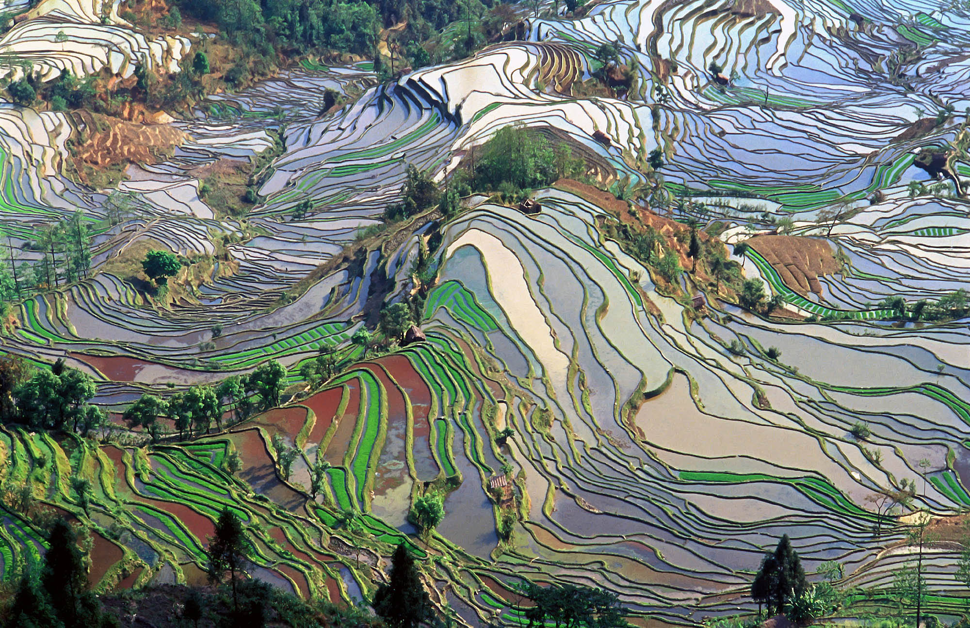 Rrice terraces of China’s Yunnan province
