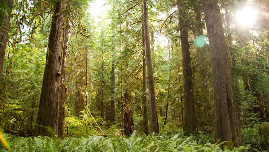 10-The-Quietest-Square-Inch-in-North-America