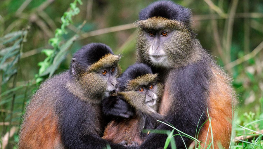 6-Democratic-Republic-of-Congo