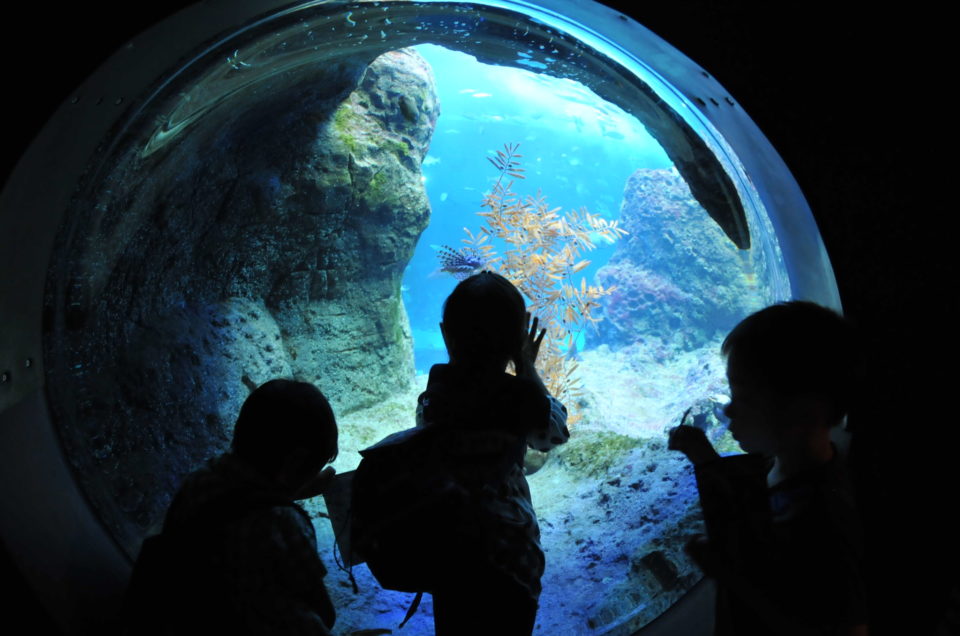 3 aquariums around the world to get a closer look at the marine life